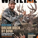 North American Whitetail