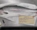 Overhead shot of a whole salmon on a steel table with a handwritten evidence label